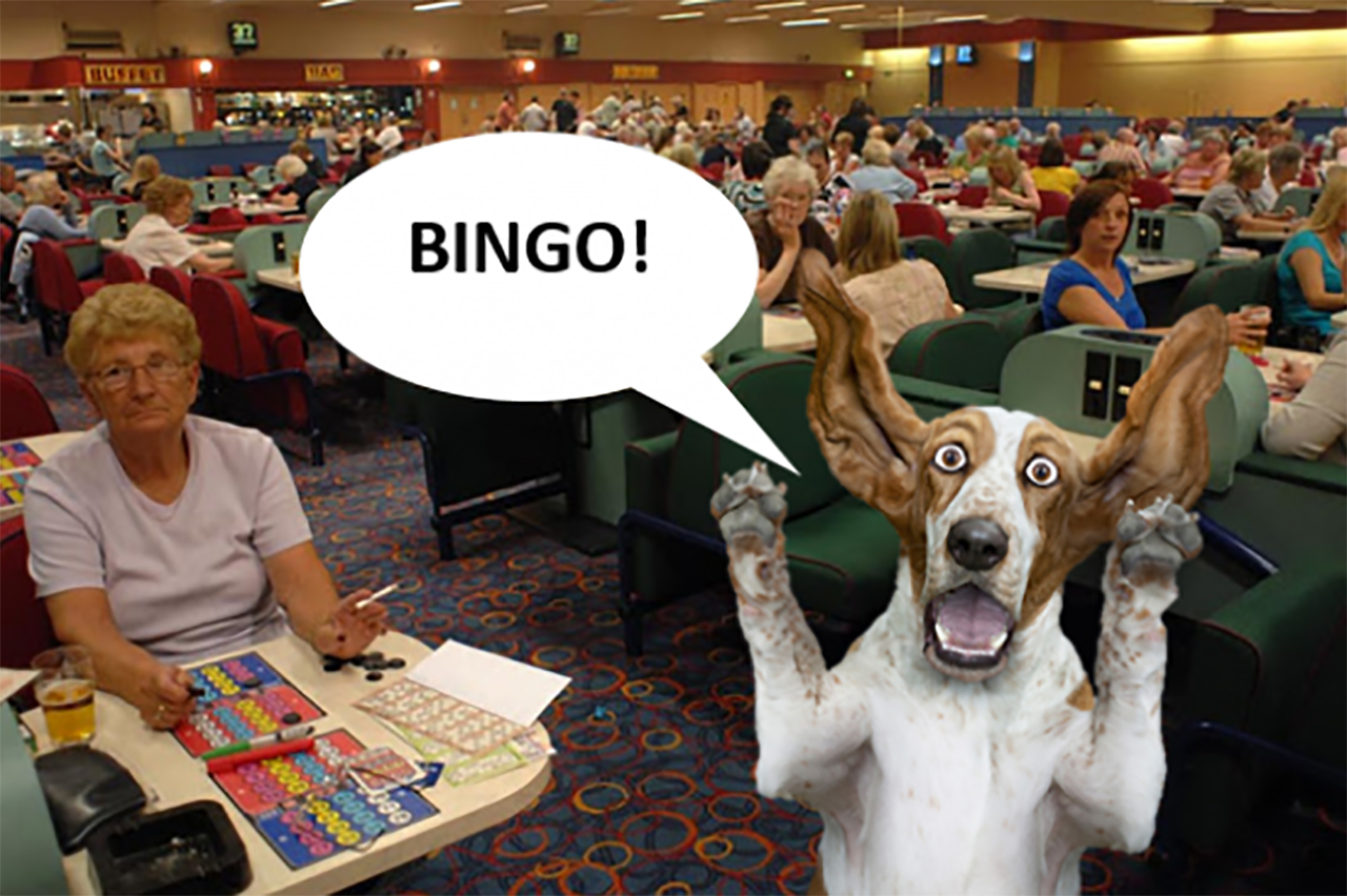 bingo